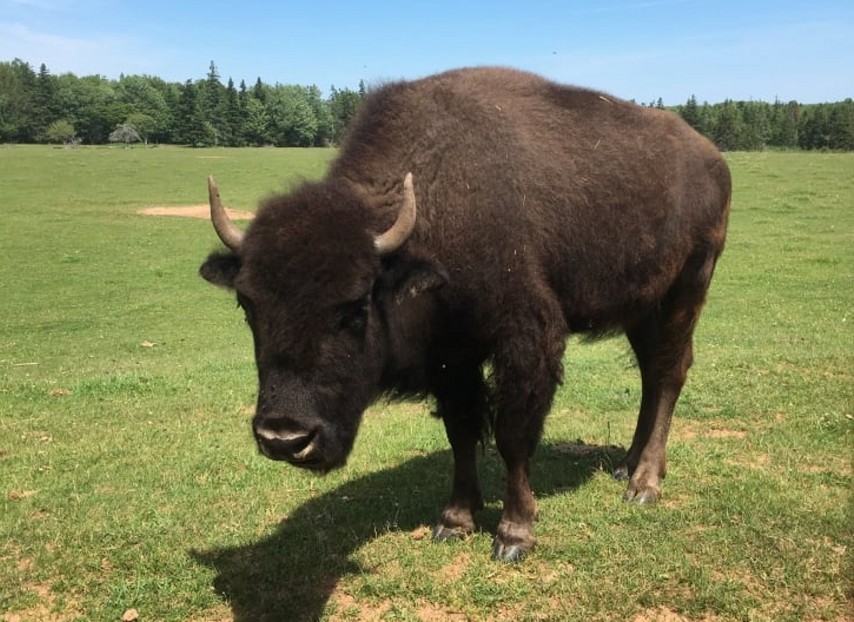 Arti Paribasan &quot;Kebo Kabotan Sungu&quot; Basa Jawa Jangka Jawa