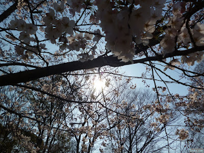 桜 桜