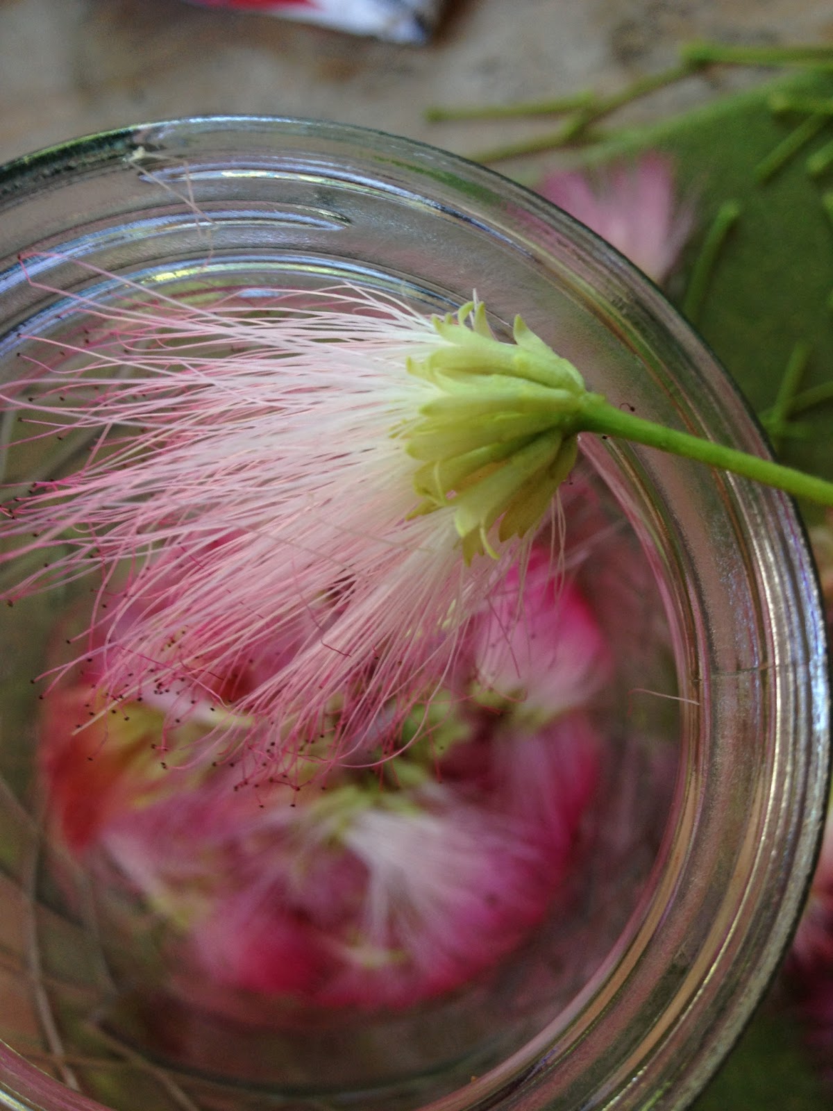 Taproot botánica Making the Most of Invasives (Mimosa tree