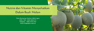 buah melon,budidaya melon,benih melon,nutrisi,vitamin,lmga agro