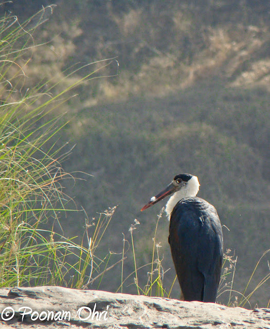 Panna National Park  Panna National Park is situated in the central Indian state of Madhya Pradesh, at a distance of around 57 km from Khajuraho. It was created in 1981 and was declared a Project Tiger Reserve by Government of India in 1994.The region, famous for its diamond industry, is also home to some of the best wildlife species in India and is one of the most famous Tiger Reserves in the country. The park is known worldwide for its wild cats, including tigers as well as deer and antelope. Due to its closeness to one of the best-known Indian tourist attraction in India, Khajuraho, the park is recognized as an exciting stop-over destination.Tiger sighting is always a matter of chance but regular sightings of animals like Leopard, Wolf and Gharial. Herds of Blue Bulls, Chinkaras and Sambars are a common sight. The park can probably boast of the highest density of the Paradise Fly-Catchers. This rich avian and faunal life combined with its picturesque scenery make a visit to the Park memorable.The avifauna comprises more than 200 species, including a host of migratory birds. One can see white necked stork, bareheaded goose, honey Buuzzard, King vulture, Blossom headed Parakeet, Paradise flycatcher, Slaty headed Scimitar babbler to name a few.Till few years back, Panna Wildlife Sanctuary was popular by the name of Panna Tiger Reserve and attracted wildlife lovers from all over the world. But with the disappearance of Tiger population from Panna National Park, it becomes is struggling to maintain its identity. But now authorities of Panna National Park have made up their mind to promote it as a National Park having rare species of Vultures. So picture of Vulture/s give a new face to Panna National Park. Presence of 6 rare species of vultures in Panna forest are being promoted to give some reason to wildlife lovers for visiting it. About 1700 Vultures have been counted in Panna National Park.The Ken river , which flows through the Reserve from south to north, is home for Gharial and Mugger, and other aquatic fauna and is one of the least polluted rivers and a tributary of Yamuna. It is one of the sixteen perennial rivers of Madhya Pradesh and is truly the life line of the Reserve. Ken offers some of the most spectacular scenery to the visitor while it meanders for some 55 km through the reserve.Nearby resorts, offer a variety of nature excursions. Morning and evening walks in the lap of nature are truly wonderful experiences.We saw the national Bird in its full beauty. Doing a beautiful dance to woo the Pehen during the rains.And of course we too got drenched in those rains.There are no jeeps provided by the park authorities, so you will have to rent your own jeep for a safari into the park. Mostly the resorts around the park have their own jeeps which can be hired for the Safari. There are two timings for the Safari - Morning and Evening. We experienced both of them and both were equally nice and interesting.Overall, Panna National park is a must visit for nature and animal lovers!