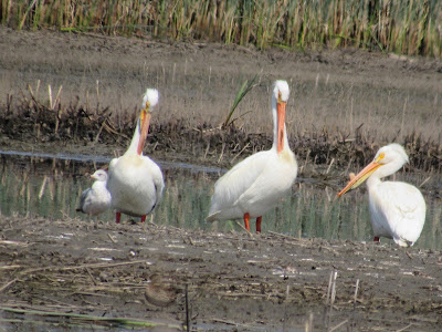 american white pelicans