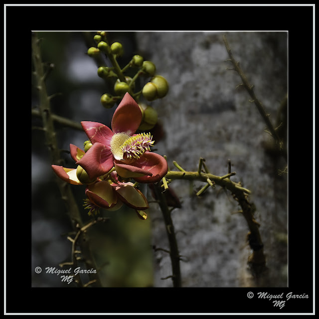 Flores. Iquitos, Perú