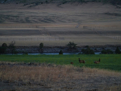 Elk Yellowstone Wyoming Wapiti