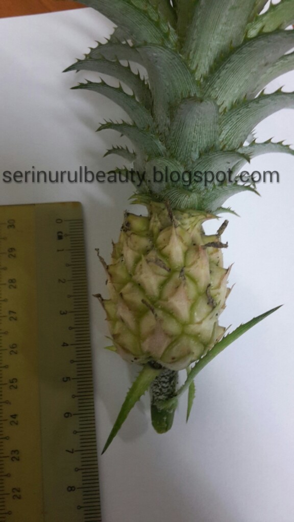 Healthy Nurul Beauty My mini/dwarf pineapple that I grow at home.