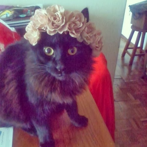 꽃을 머리에 쓴 고양이들.jpg | 인스티즈