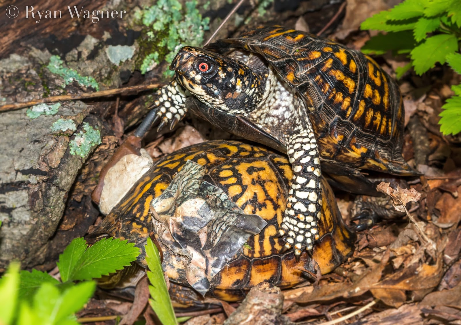 Field Life: A Turtle Team Update