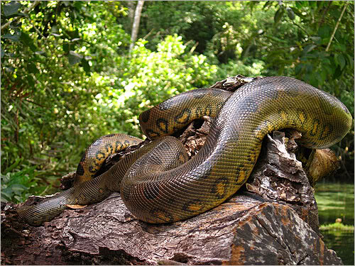 Picture of an anaconda basking on a rock. Picture of an anaconda basking on a rock.