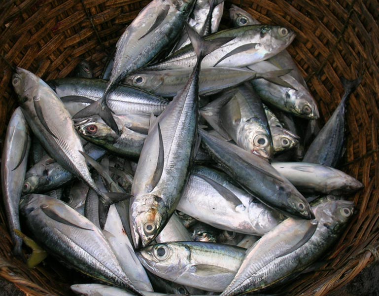 Get Cheaper Price of Horse Mackerel with These Tips Horse Mackerel