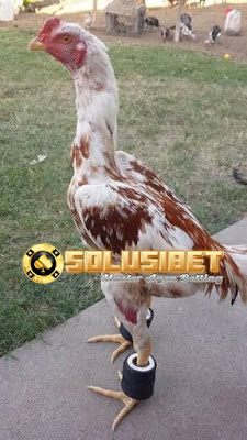 Membuat Barbel Untuk Ayam Aduan - Panduan Cara Main Sbobet