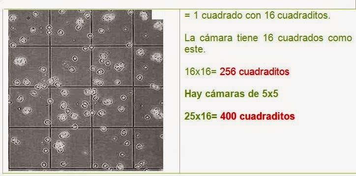 conteo de levaduras en camara de neubauer