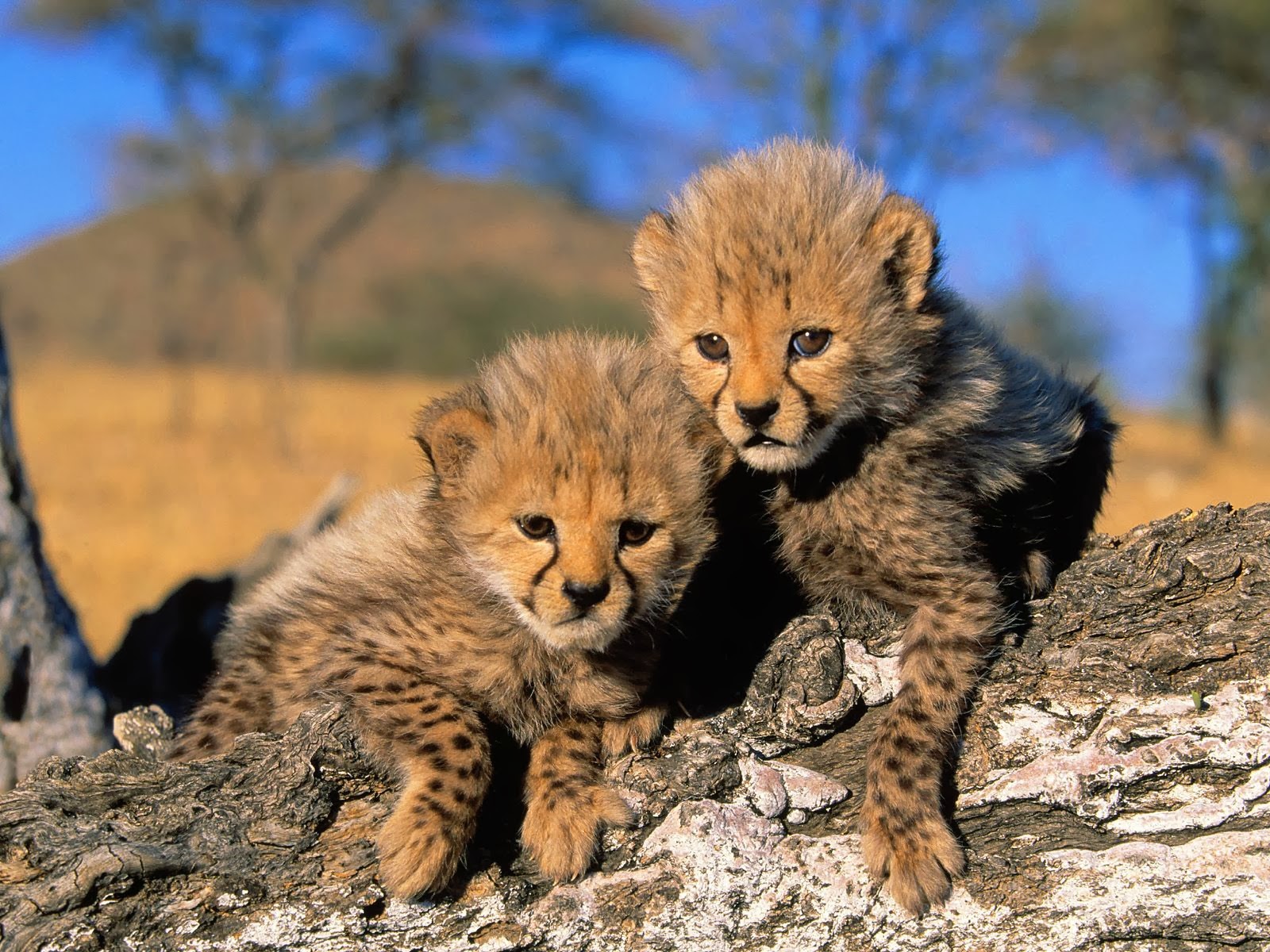 TWO Baby Africa Cheetah - Pets