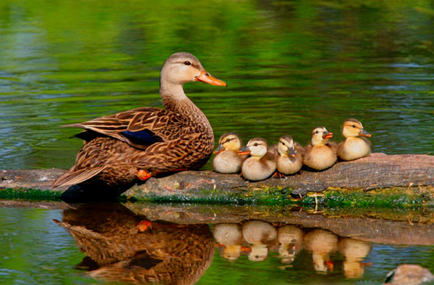 Milf Duck