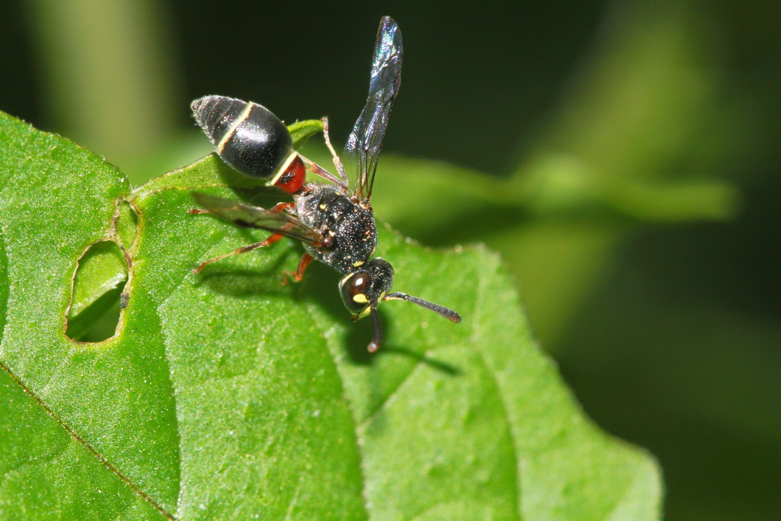 细黄胡蜂-中国昆虫生态-图片