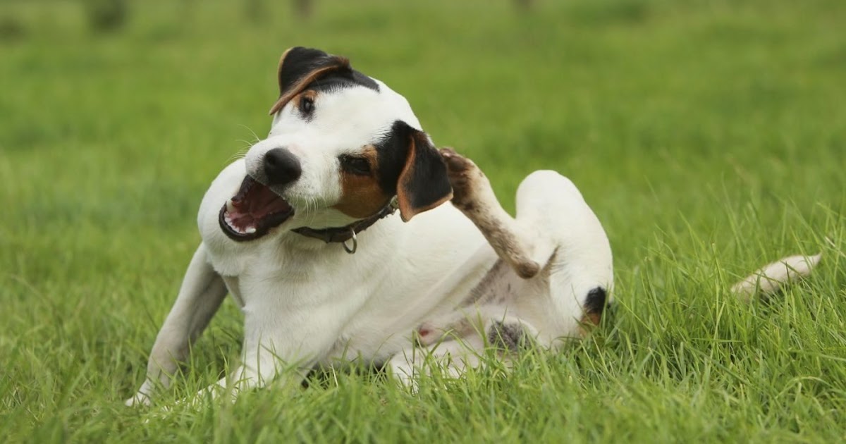 Common Reasons Why Dog Scratch Doglopedix