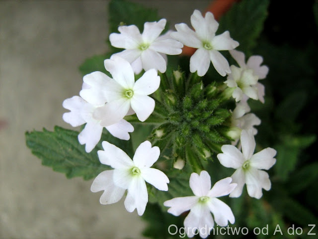 Werbena ogrodowa Verbena x hybryda
