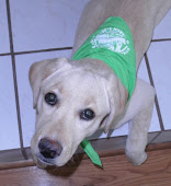 Our 2nd pup, Stross;    Female Yellow Lab