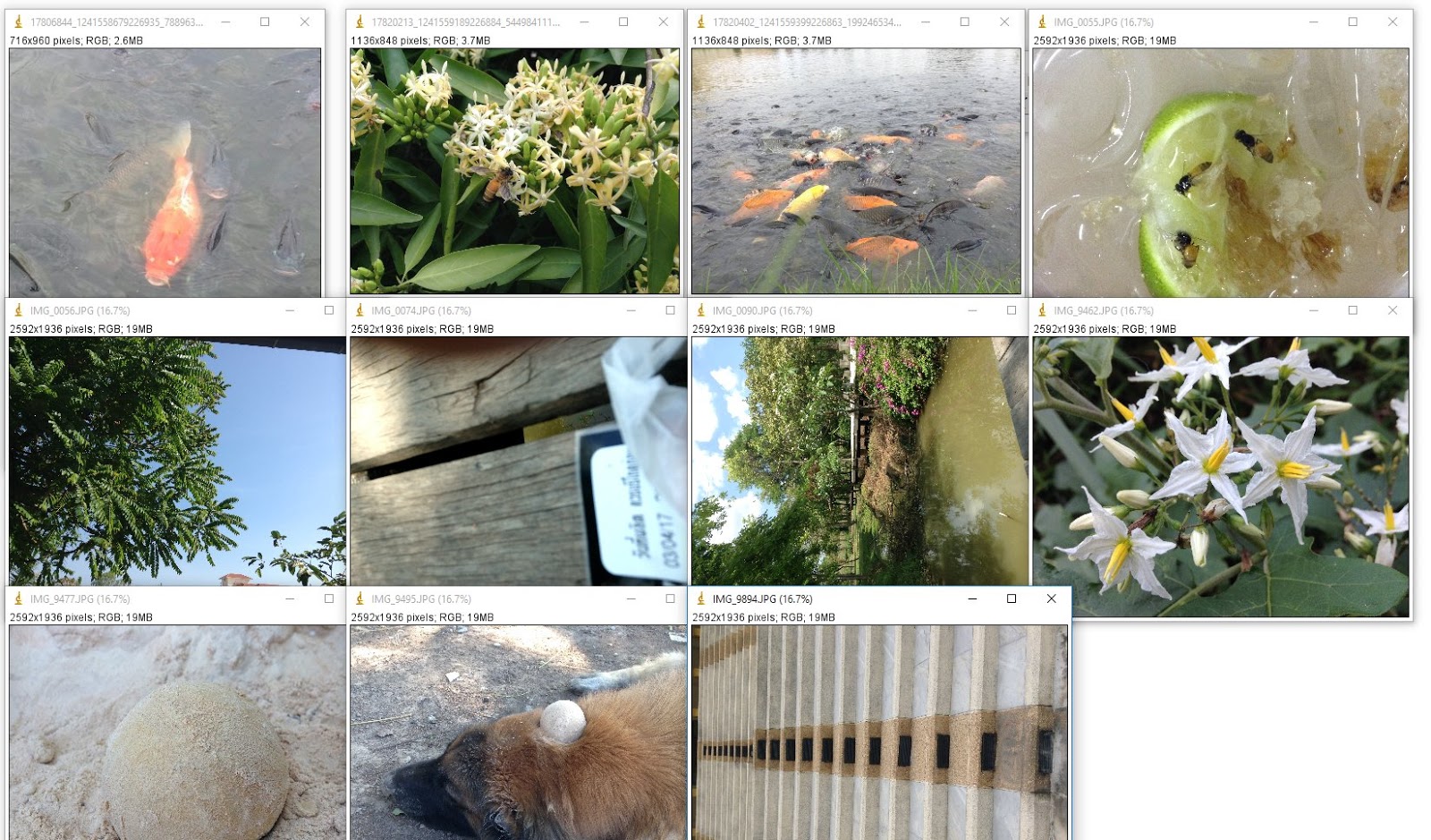My imageJ การแสดงหน้าต่างโปรแกรม ImageJ แบบ Tile