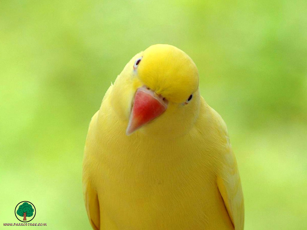 http://4.bp.blogspot.com/-y8TRmw7CtoE/UDw-3_f79JI/AAAAAAAAGhk/BbNVNftdE4M/s1600/yellow_color_parrot_bird_wallpaper.jpg