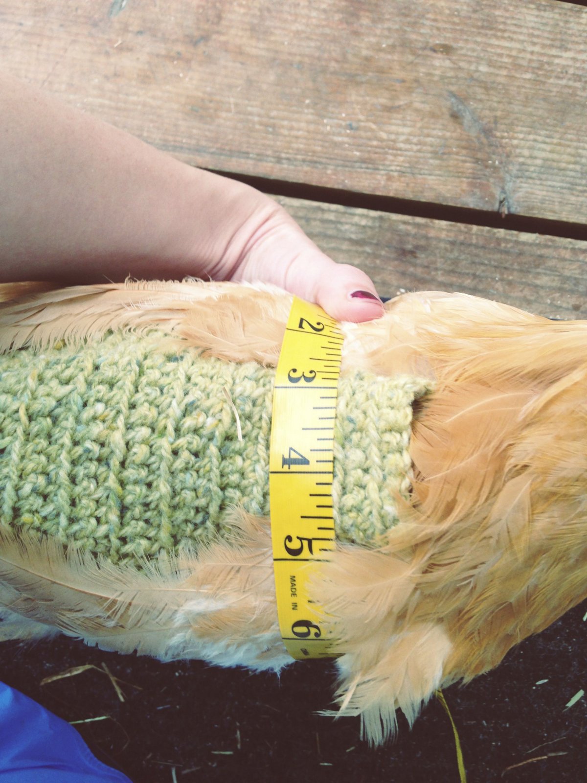 life-alaskan-style-crochet-pattern-for-chicken-saddle-apron-sweater