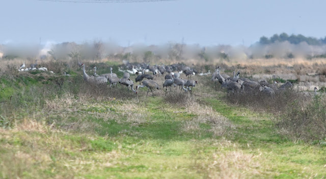 Sandhill Cranes, Snow Geese, White-fronted Geese in Texas