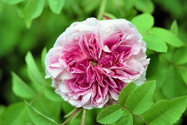 Romance of the rose - the 10 best old roses - Telegraph