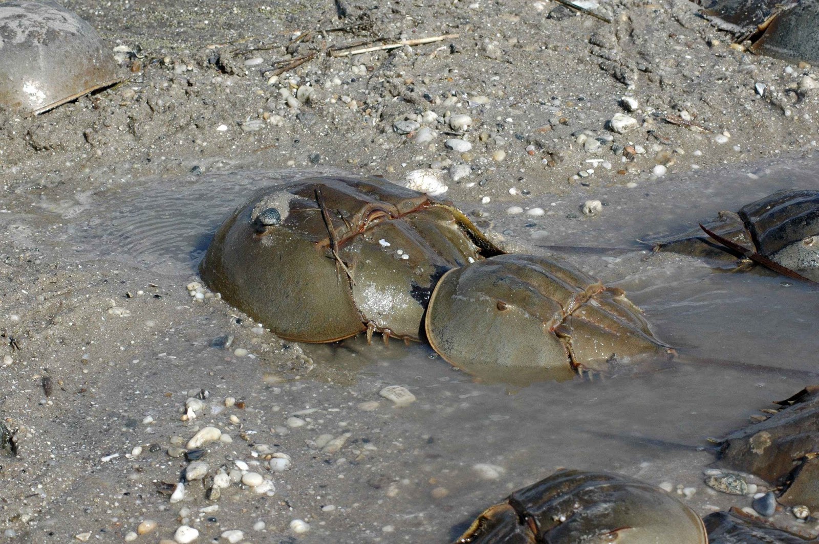 Endangered New Jersey Horseshoe Crabs and Shorebirds Return to