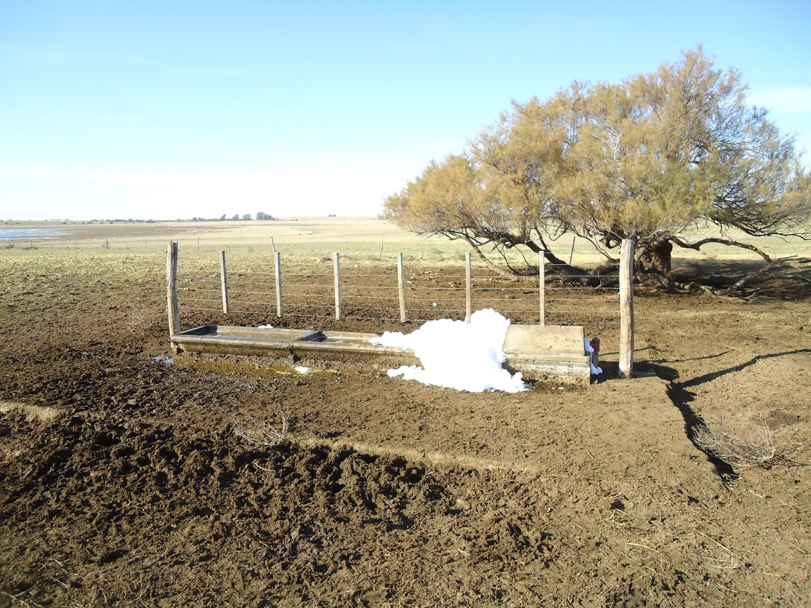 Agronomía en La Pampa. Empaste, Meteorismo o Timpanismo.¿Qué hacer?