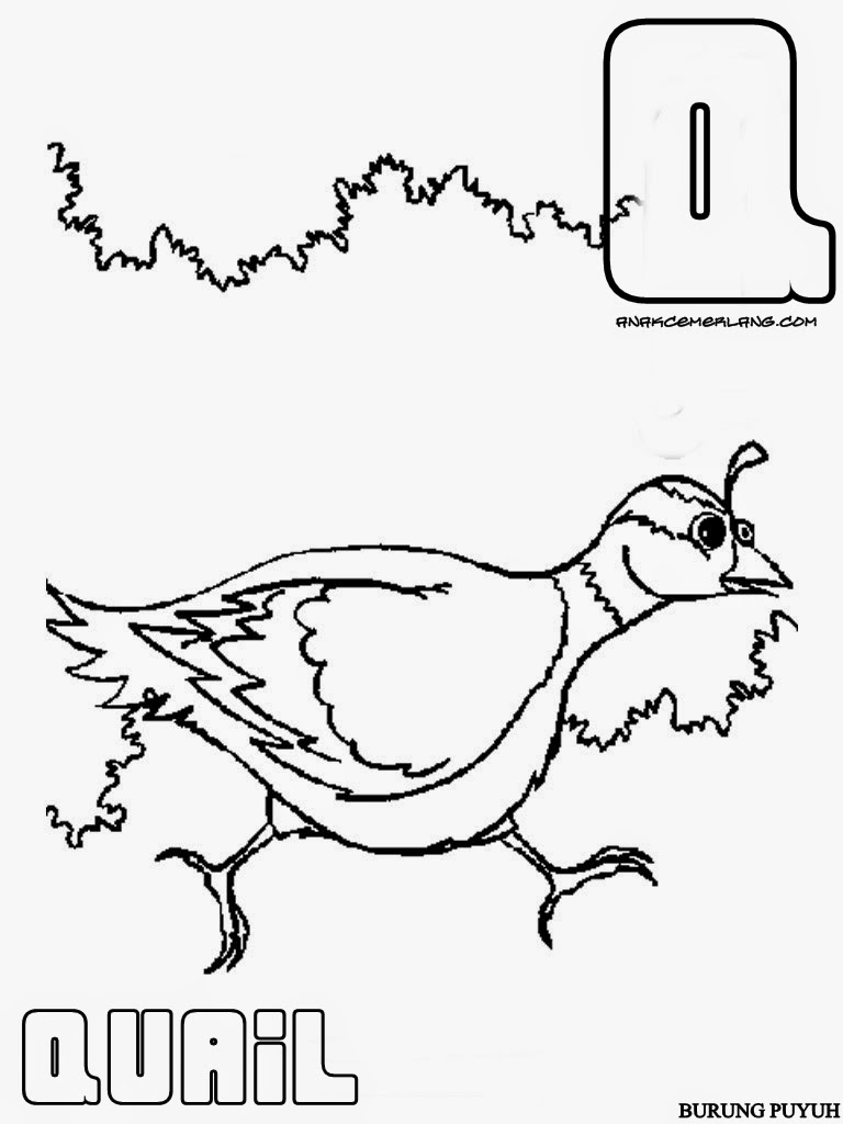 Contoh Gambar Mewarnai Burung Puyuh KataUcap