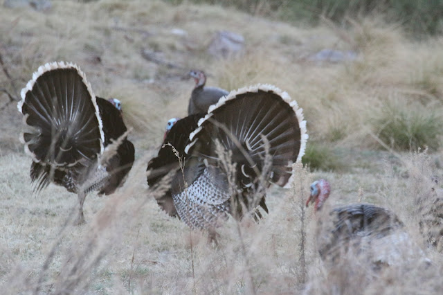 Goulds%2BTurkey%2BHunting%2Bwith%2BAuction%2BTag%2Bin%2BArizona%2Bwith%2BJay%2BScott%2BOutdoors%2Bof%2BColburn%2Band%2BScott%2BOutfitters%2B21.JPG