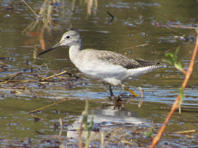 Colusa National Wildlife Refuge in California