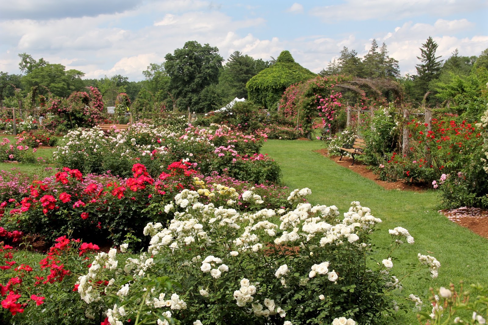 Southwest Daily Images Elizabeth Park Rose Garden