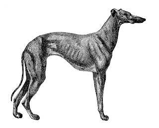 antique illustration Greyhound image digital dog greyhound clipart illustration download image