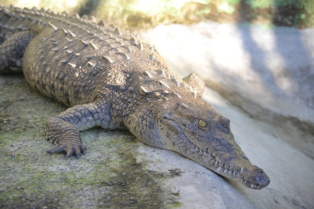 caimán