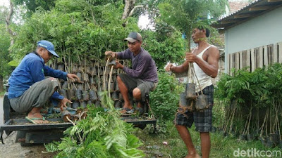 Melihat Sentra Bibit Berbagai Tanaman di Purworejo