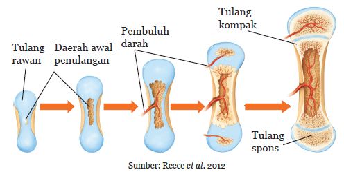 Proses Perubahan Tulang Rawan Menjadi Tulang Keras Disebut Sketsa
