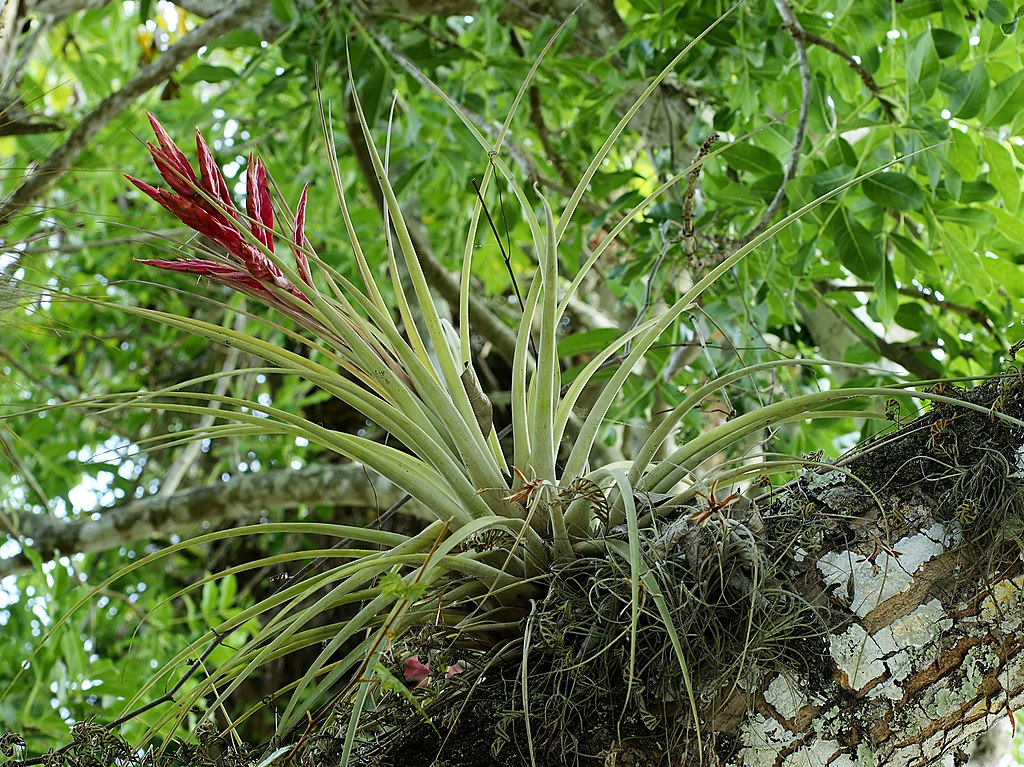 Tillandsia fasciculata care and culture | Travaldo&rsquo;s blog