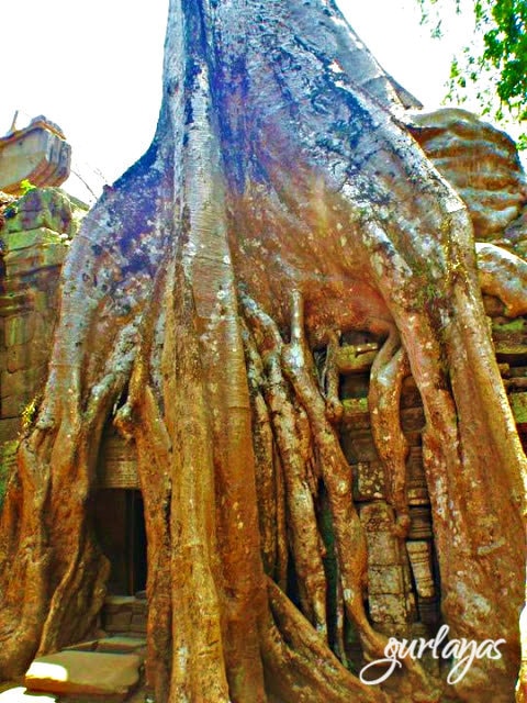 tree over a temple Ta Prohm by gurlayas,blogspot.com