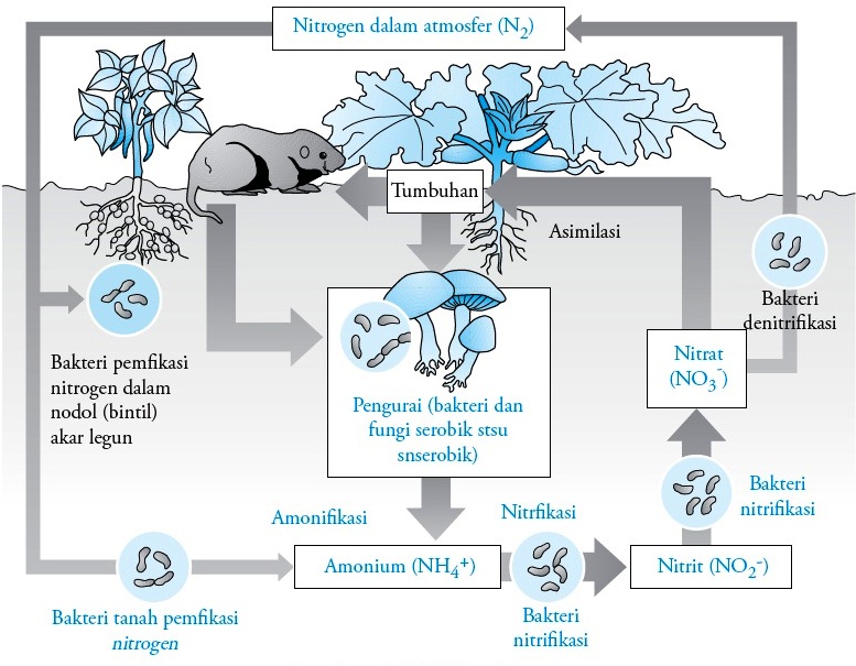 Siklus Nitrogen Di Atmosfer Dan Di Dalam Tanah Pengertian Proses Riset