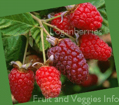Loganberries fruit nutrition facts