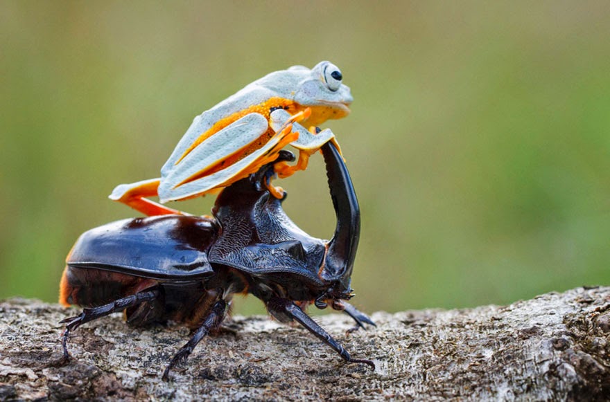 cowboy frog riding beetle animal photography-7