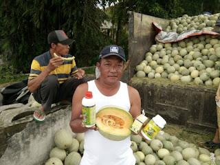 pupuk melon pupuk melon agar berbuah lebat
