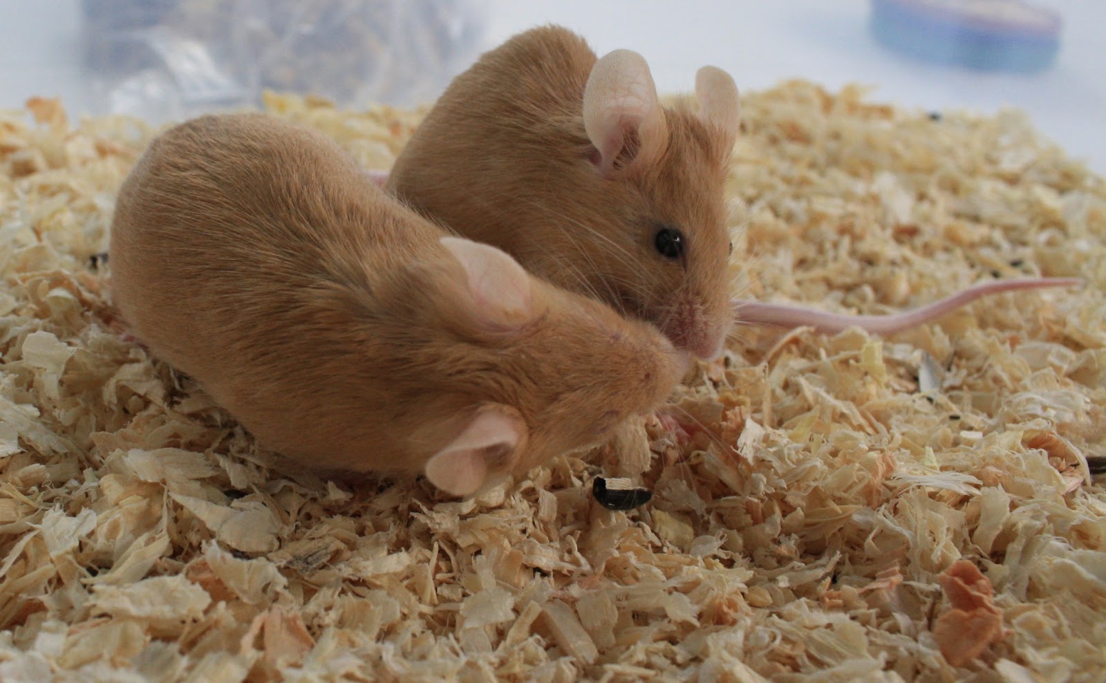Mus Musculus