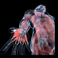 Telegram Gross Anatomy