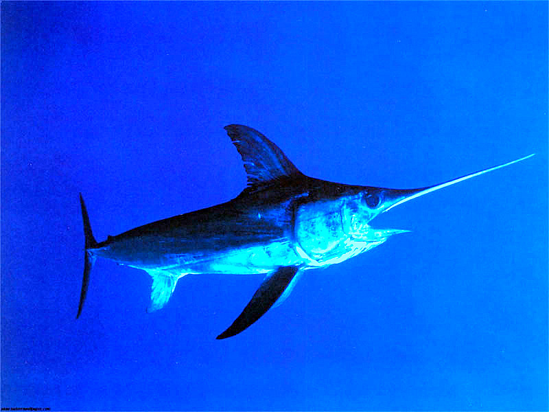 Animales y Plantas de Perú Pez Espada Xiphias gladius Animales y Plantas de Perú Pez Espada Xiphias gladius