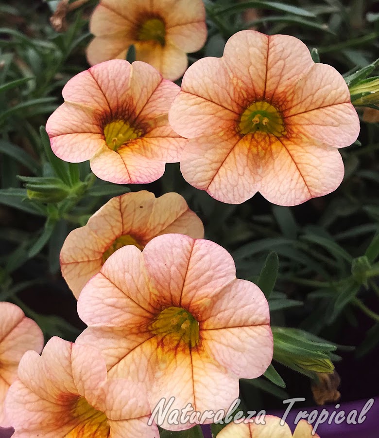 Flores blanco-anaranjadas de un cultivar del género Calibrachoa