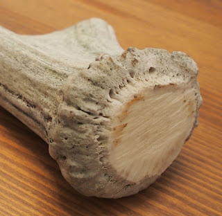 Australian Red Deer Antler cross section