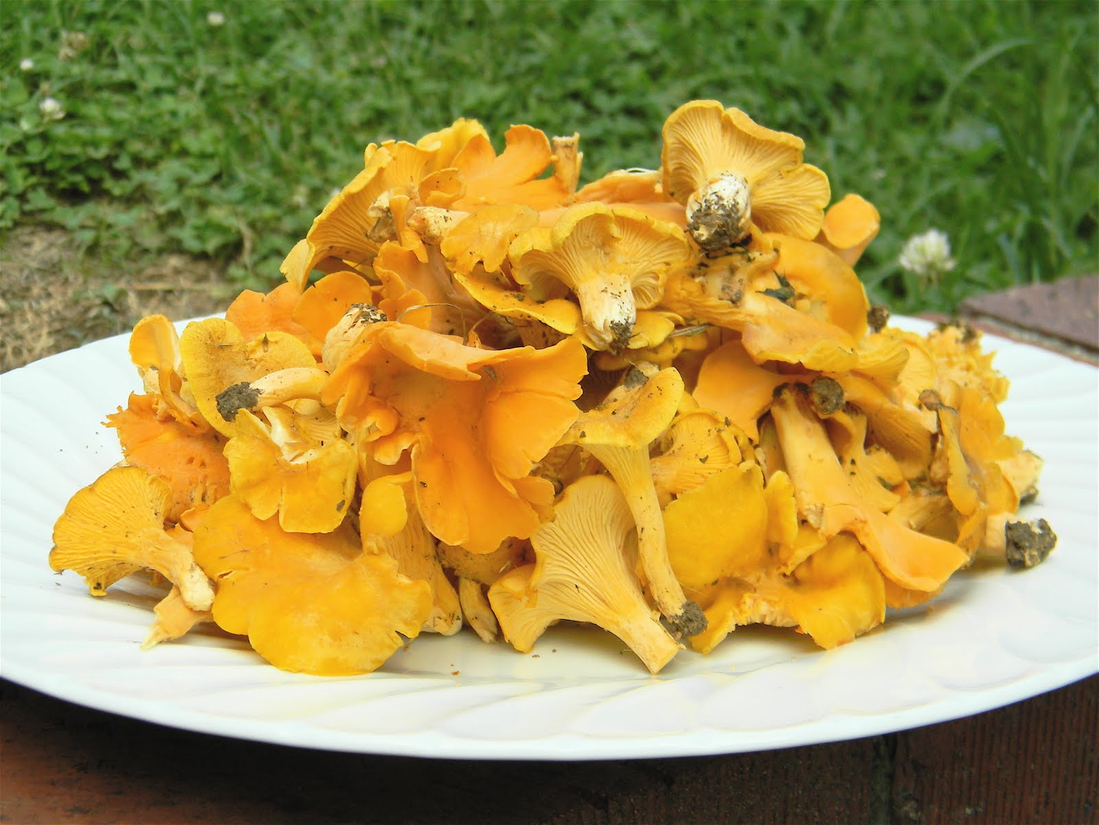 rainy with a chance of mushrooms july is chanterelle season in tennessee