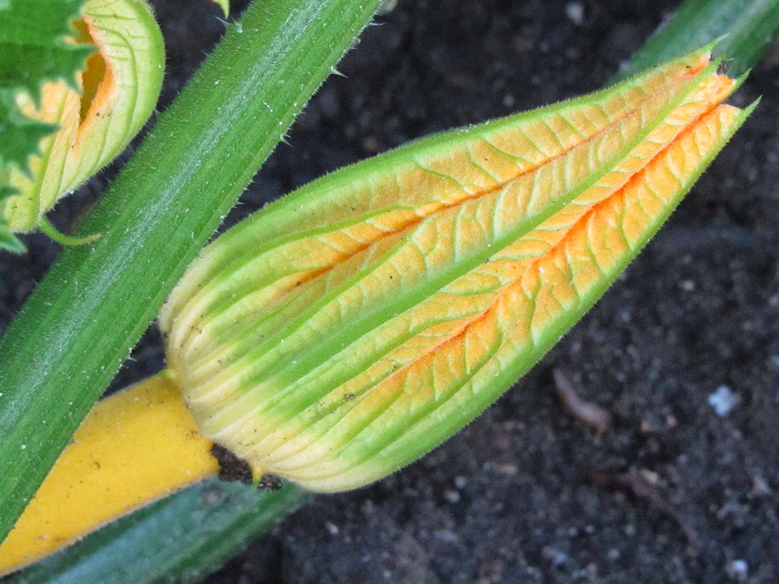 yellow zucchini bud