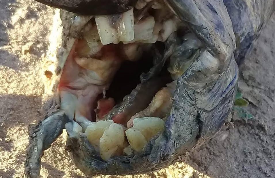 Strano pesce con denti di essere umano.